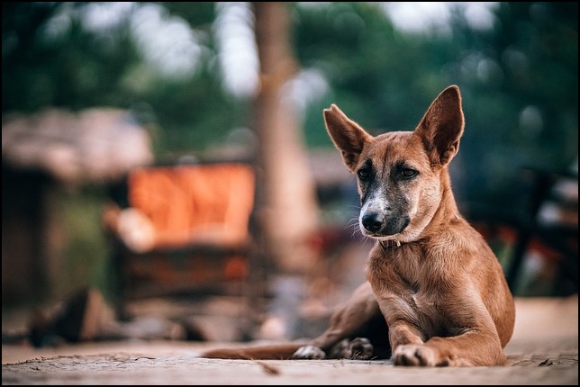 Dog lying on street